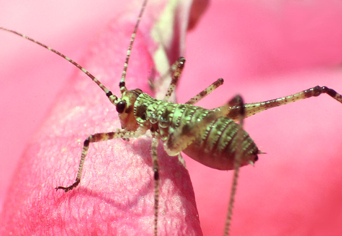 Tettogonia sp. ?  - neanide